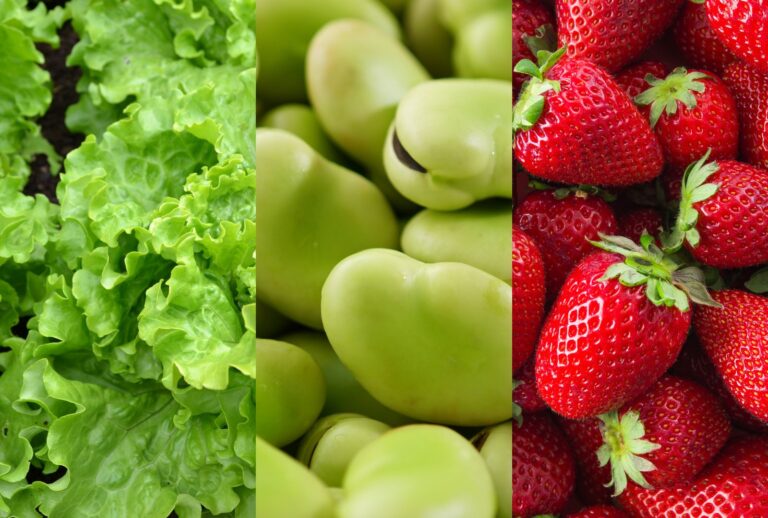 alimentos de temporada