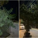 ¿Necesitas podar algún árbol de tu barrio en Maipú? Revisa aquí cómo hacerlo para evitar multas 1 poda de árbol maipú