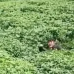 delincuente marga marga
