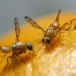 Campaña del SAG contra la mosca de la fruta en Maipú: rocían casas con líquidos autorizados 1 mosca de la fruta sag
