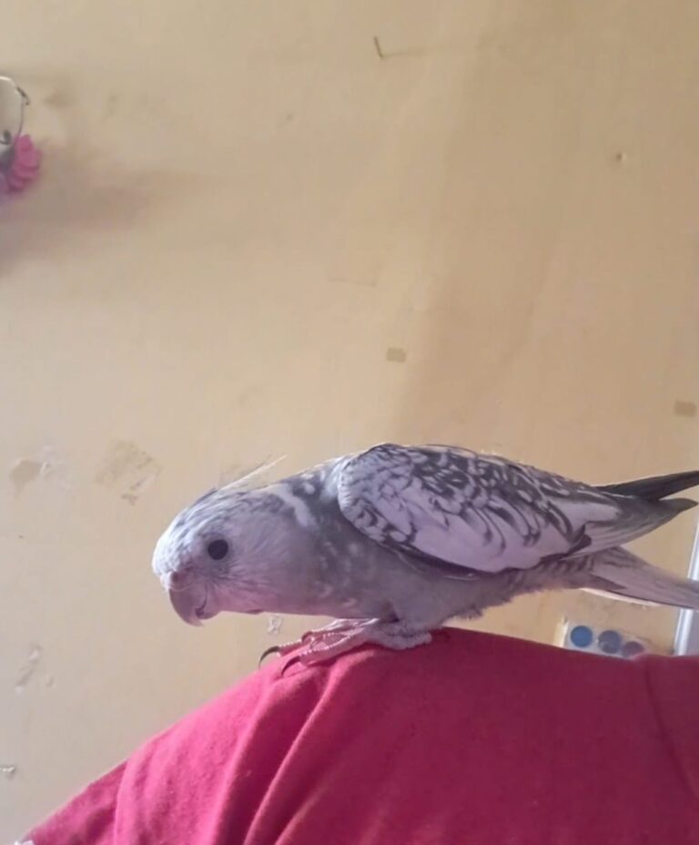 Periquito gris posado en hombro humano.
