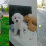 Mujer acogió a perrito desde la calle y le busca hogar definitivo: "No puedo quedármelo por falta de tiempo" 1 perrito ovi en adopción