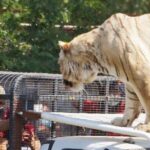 parque-safari-joven trabajadora muere