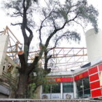 Pimiento Plaza de Maipú