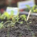 Sembrando Maipú: conoce proyecto que regala semillas y plantas a la comunidad 1 sembrando maipu