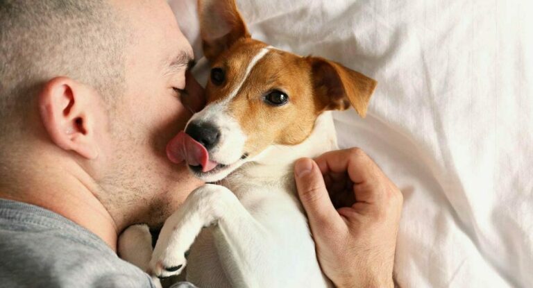 derechos de animales