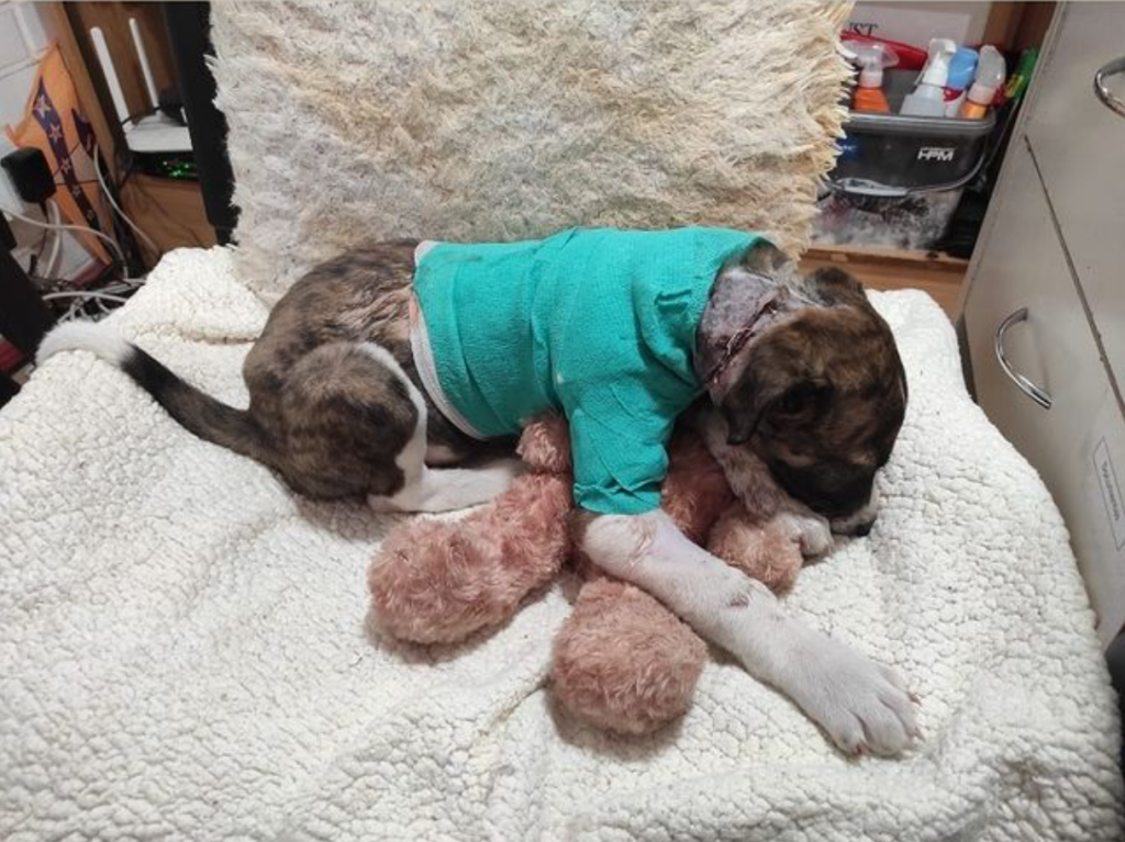 Cachorrito necesita ayuda