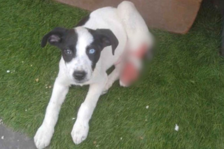 perrito atropellado en maipu