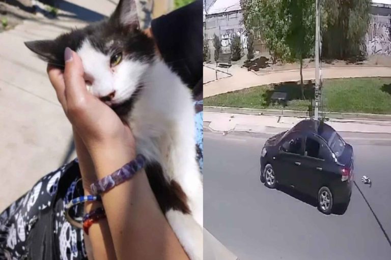 gatito lanzado desde vehiculo maipu