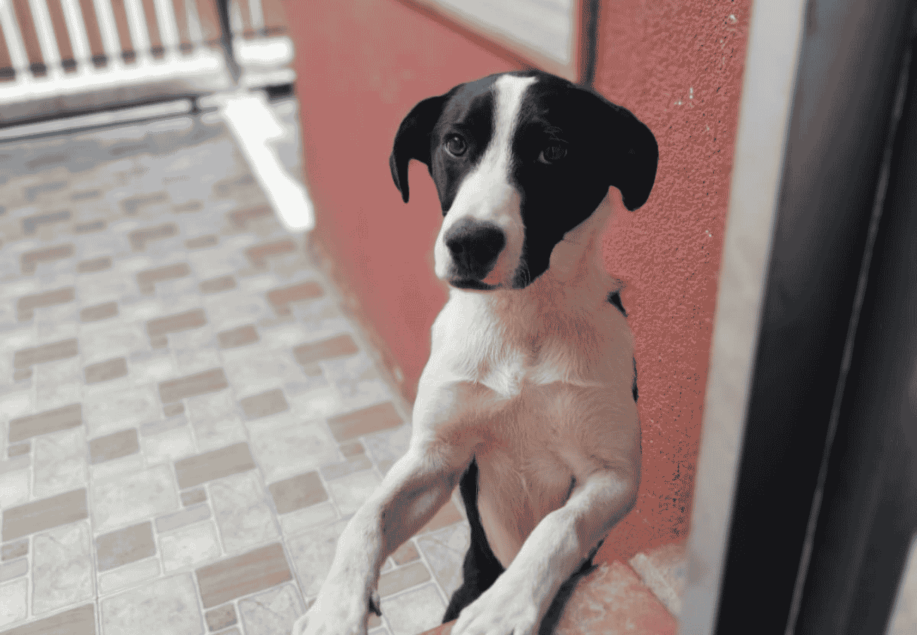 Terry busca nuevo hogar: dueño sufrió ACV y familia ya no puede cuidarlo