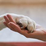 Fundación Rescatando Patitas de Maipú invita a marcha animalista el 4 de abril 1 marcha animales