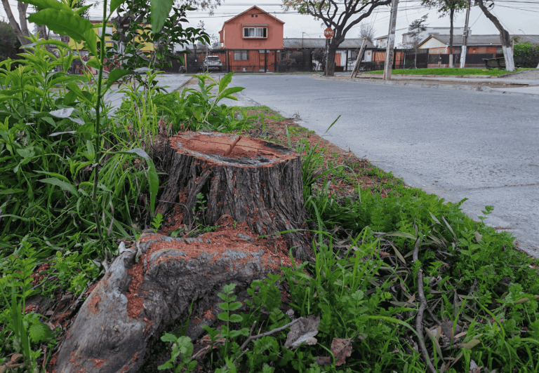Tala de árboles en Maipú