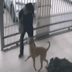 mujer abandonó a su perro en veterinaria en Maipú