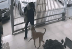 mujer abandonó a su perro en veterinaria en Maipú