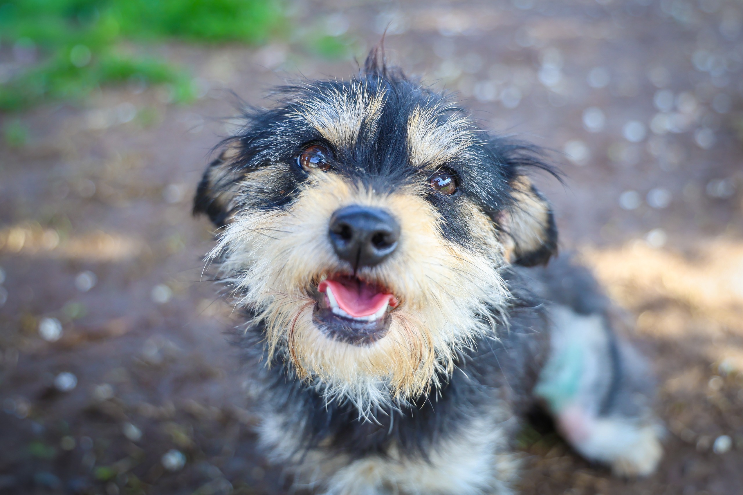 Cinco perritos buscan hogar en una nueva jornada de adopción en Maipú