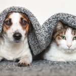 Nueva jornada de adopción de mascotas en Maipú: perros y gatos buscan un hogar este sábado 1 perros y gatos jornada de adopcion