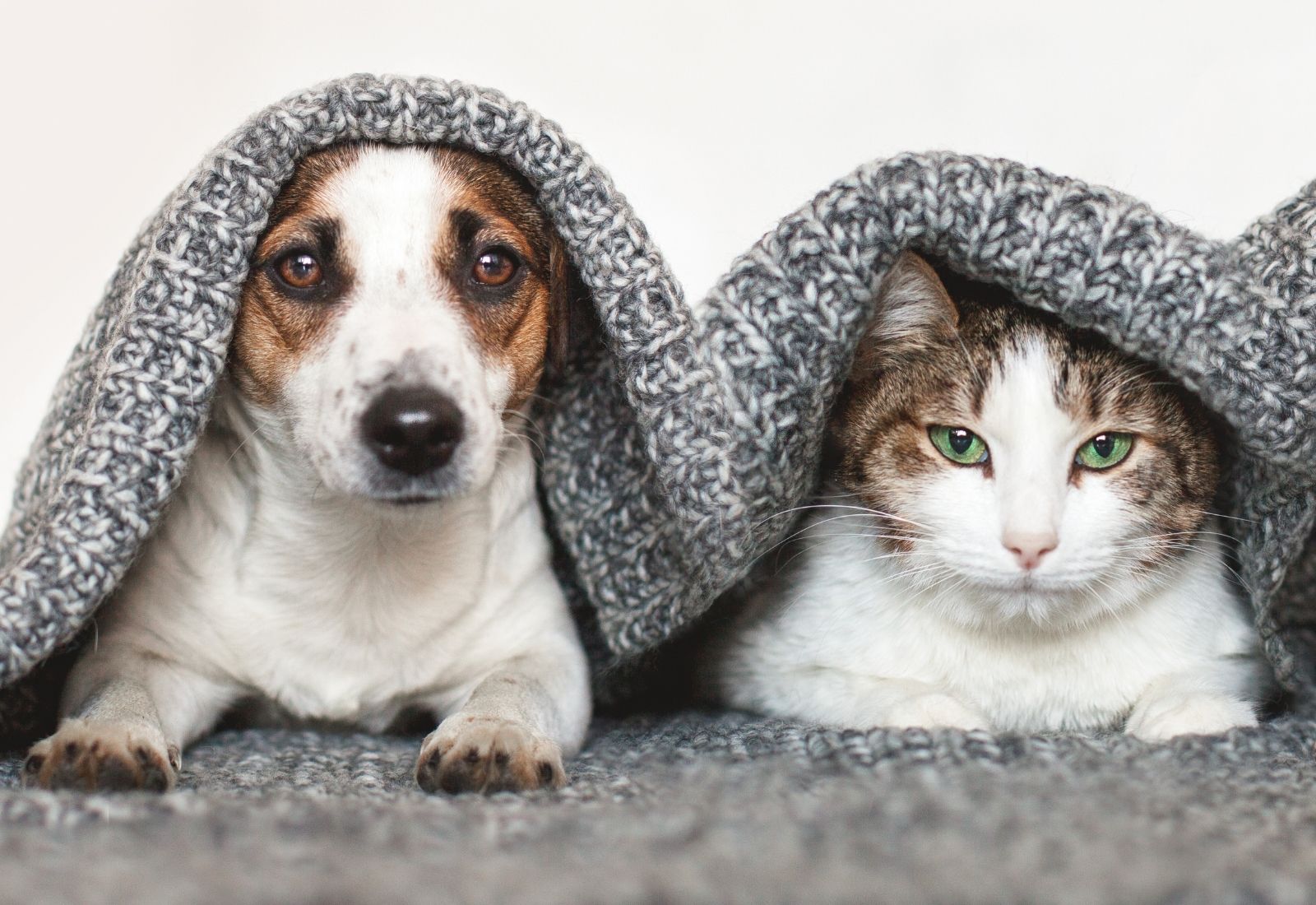 Nueva jornada de adopción de mascotas en Maipú: perros y gatos buscan un hogar este sábado
