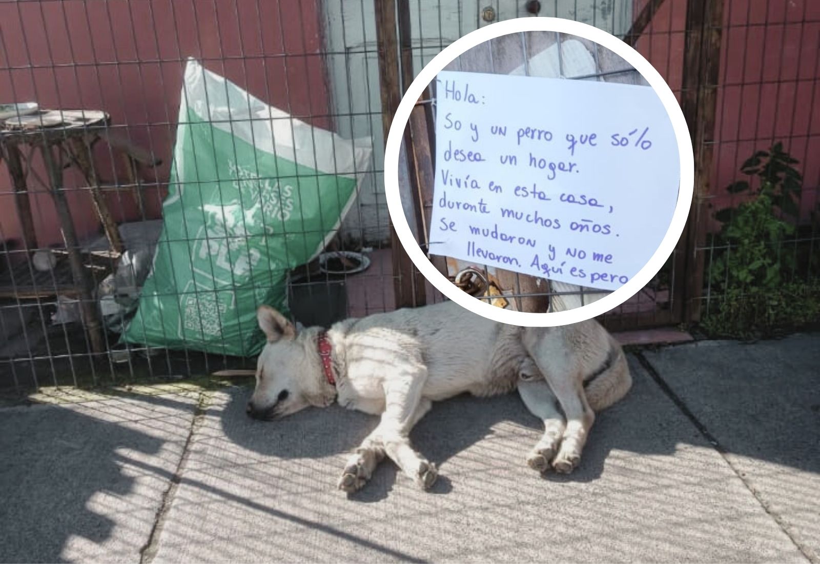 Perro abandonado en Maipú conmueve a vecinos: “Vivía en esta casa durante muchos años, se mudaron y no me llevaron” 2 Perro abandonado en Maipú conmueve a vecinos: “Vivía en esta casa durante muchos años, se mudaron y no me llevaron”