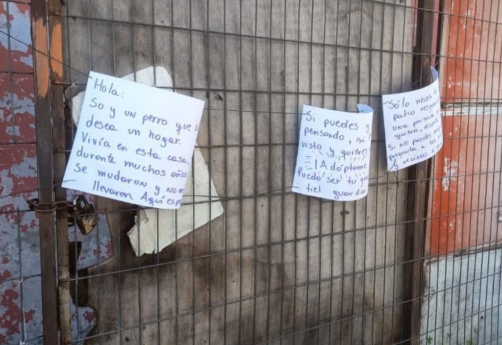 perro abandonado en maipu