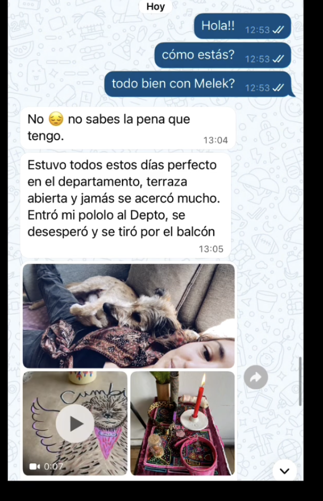 Perrita rescatada de campamento murió tras caer del balcón de su nueva casa: adoptante no cumplió con poner malla de seguridad 3 Captura de pantalla 2025 10 06 a las 3.51.49 p.m