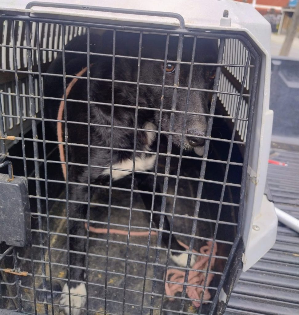 Rescatan a perrita junto a sus cachorros tras operativo: Carabineros y equipos municipales desalojaron 2 rucos en Maipú 7 rescate de cachorros en operativo