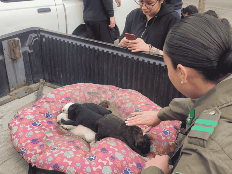rescate de cachorros en operativo