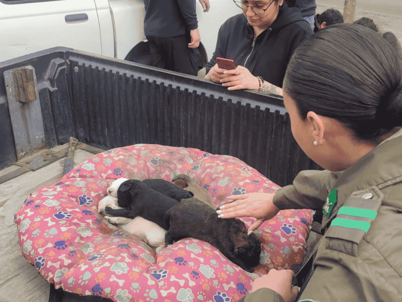 Rescatan a perrita junto a sus cachorros tras operativo: Carabineros y equipos municipales desalojaron 2 rucos en Maipú