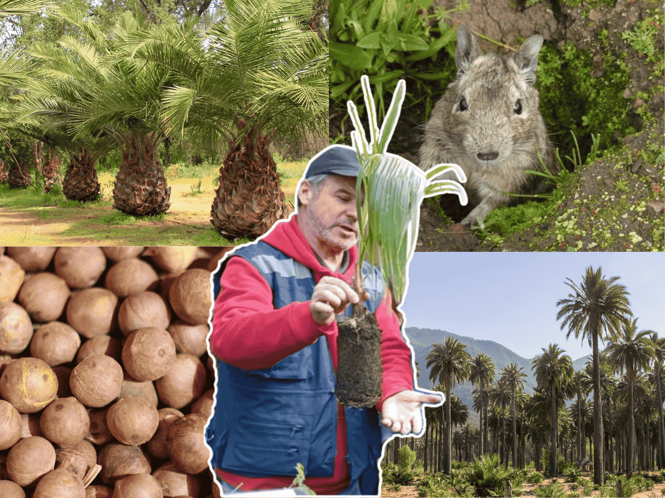 ¡Arriba las palmas! Conoce la historia de Arnaldo Piñeiro, el maipucino que lucha por la supervivencia de la Palma Chilena 3 ¡Arriba las palmas! Conoce la historia de Arnaldo Piñeiro, el maipucino que lucha por la supervivencia de la Palma Chilena