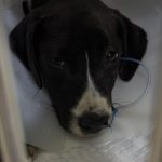 Apolo no resistió: el cachorro rescatado en la Plaza de Maipú que murió tras sufrir maltrato 1 apolo perrito