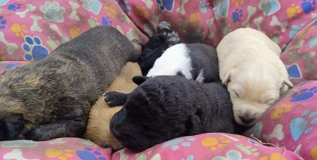 Rescatan a perrita junto a sus cachorros tras operativo: Carabineros y equipos municipales desalojaron 2 rucos en Maipú 6 rescate de cachorros en operativo