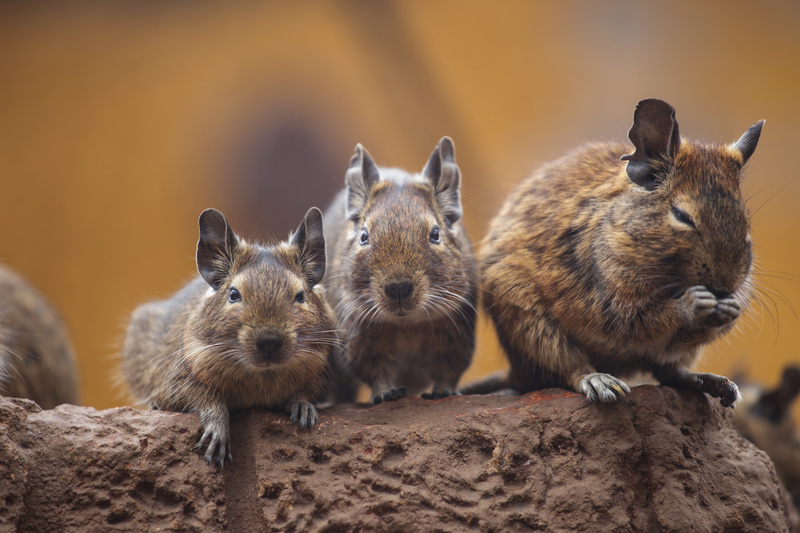 ¡Arriba las palmas! Conoce la historia de Arnaldo Piñeiro, el maipucino que lucha por la supervivencia de la Palma Chilena 5 Degú animal fundamental en la preservación de la Palma Chilena
