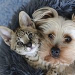 Jornada de adopción en Maipú: dale una nueva oportunidad de vida a perros y gatos rescatados 1 jornada de adopcion