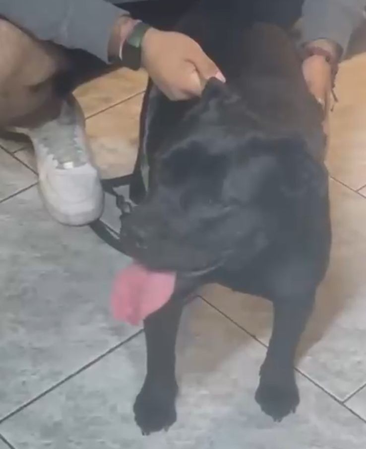 Muerte de perrita en nuevo parque canino de Maipú: mascota atacante "tipo bull" no contaba con arnés ni bozal 1 Parque Recreativo Canino Tres Poniente Maipú.