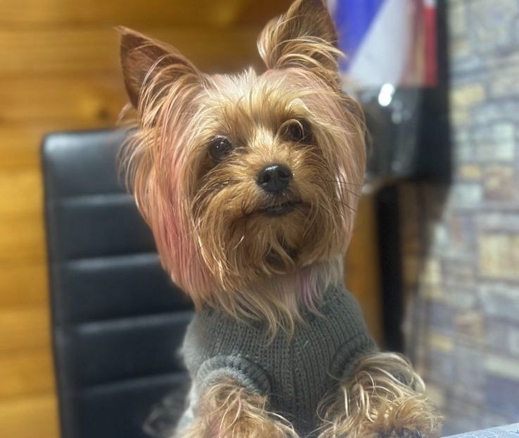 Muerte de perrita en nuevo parque canino de Maipú: mascota atacante "tipo bull" no contaba con arnés ni bozal 3 Parque Recreativo Canino Tres Poniente Maipú