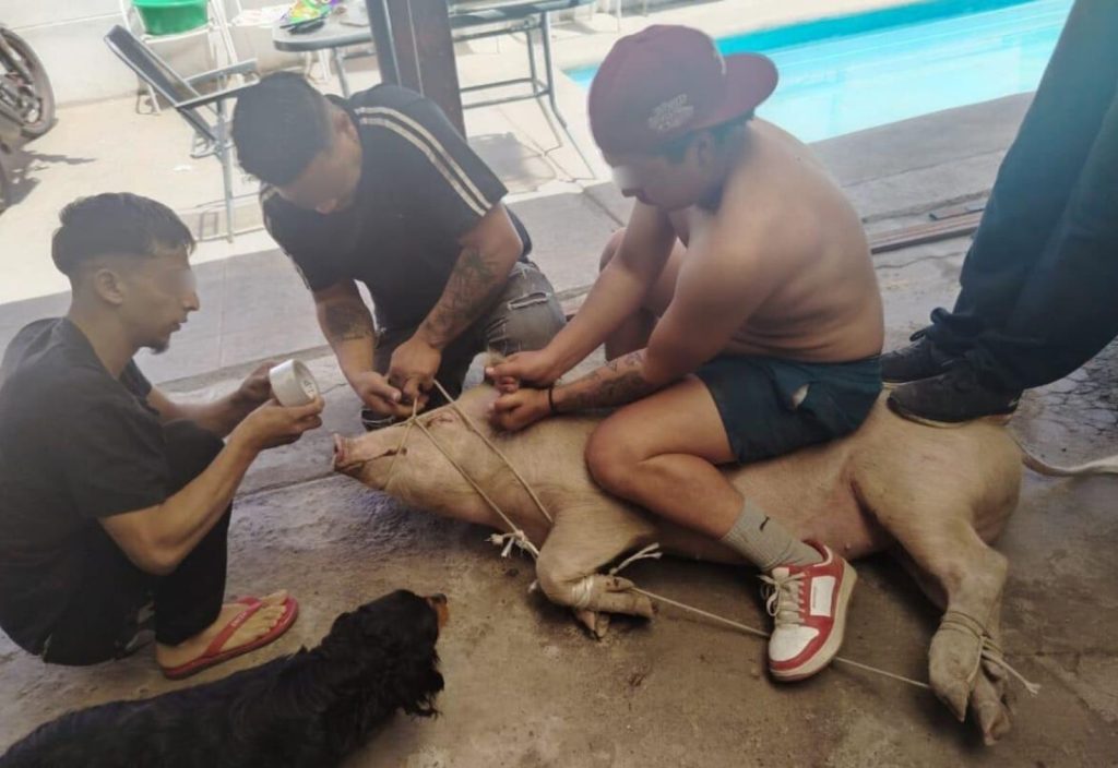 caso cerdo