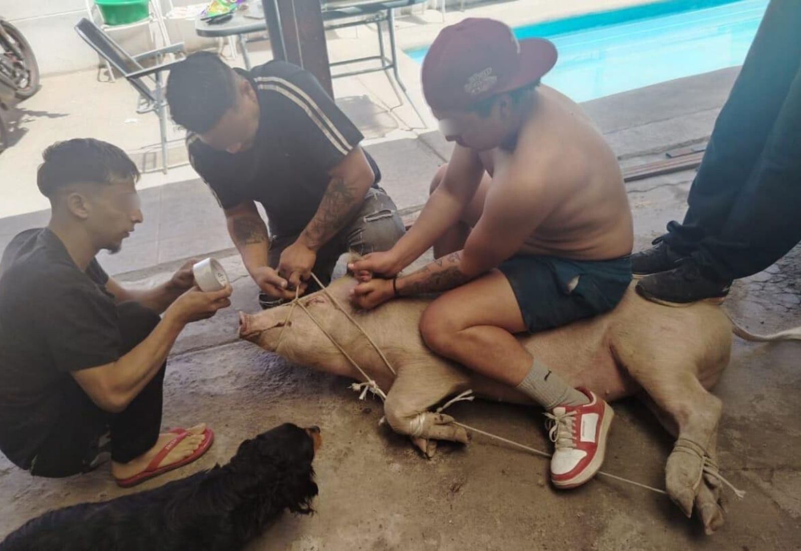 [Video] Vecinos denuncian sacrificio de cerdo en plena zona urbana de Maipú