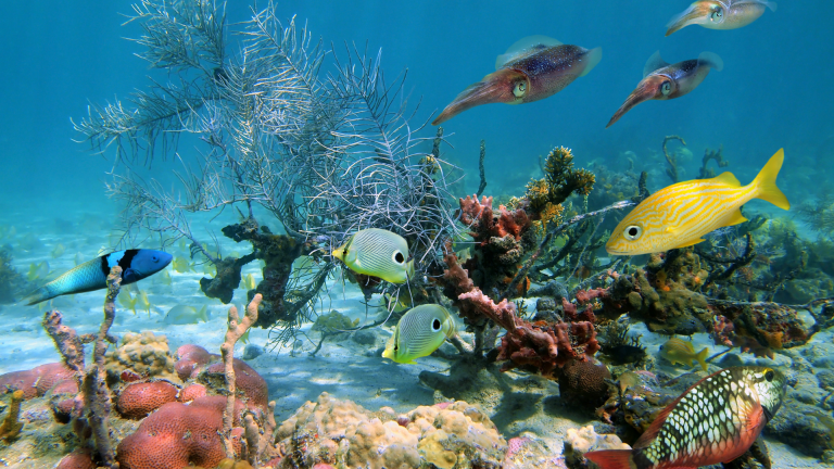 MMA y FAO lanzan guía para turismo sustentable en costas de Chile