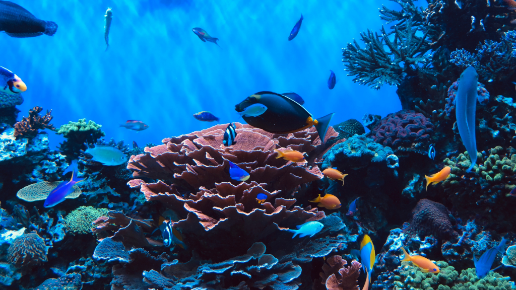 MMA y FAO lanzan guía para turismo sustentable en costas de Chile
