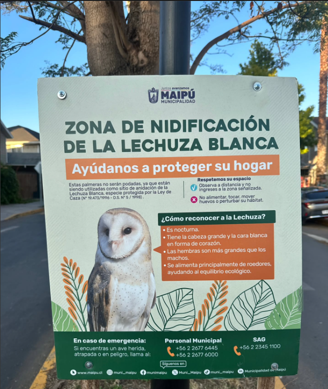 Para proteger pareja de lechuzas blancas: vecino logró evitar poda de palmeras donde vive esta especie protegida 1 image 18