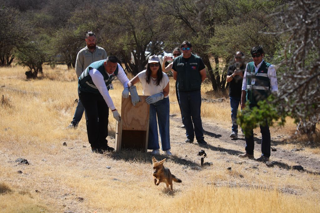 Final feliz: zorro culpeo rescatado bajo un auto en Maipú vuelve a la naturaleza 4 liberan a zorro culpeo rescatado en Maipú
