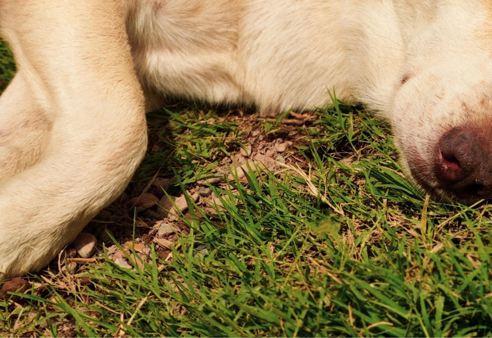 Denuncian caso de maltrato animal: sujeto fue grabado abusando sexualmente de perro comunitario en una plaza de Maipú