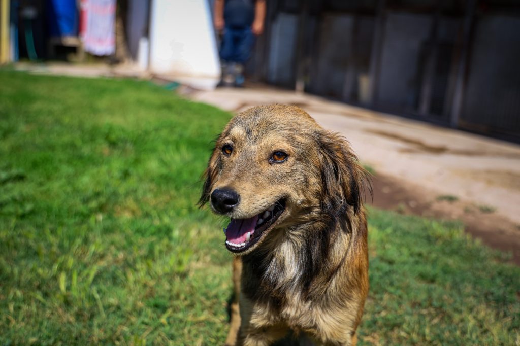 adopta un perro en Plaza de Maipú