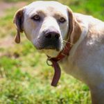 adopta un perros en Plaza de Maipú