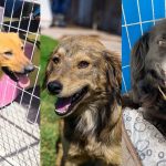 jornada de adopcion arauco maipu