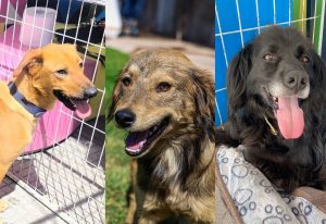 jornada de adopcion arauco maipu
