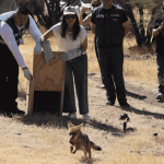 Final feliz: zorro culpeo rescatado bajo un auto en Maipú vuelve a la naturaleza 1 liberan a zorro culpeo rescatado en Maipú