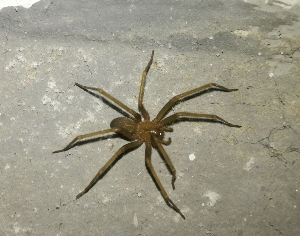 Audrey Grez, experta en ciencias biológicas: "El 99,9% de las especies de arañas son beneficiosas" 1 araña de rincon