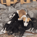 Fundación Huellas Unidas mantiene campaña para animales rescatados de los incendios y otros que también buscan hogar 1 Fundación Huellas Unidas busca hogares temporales