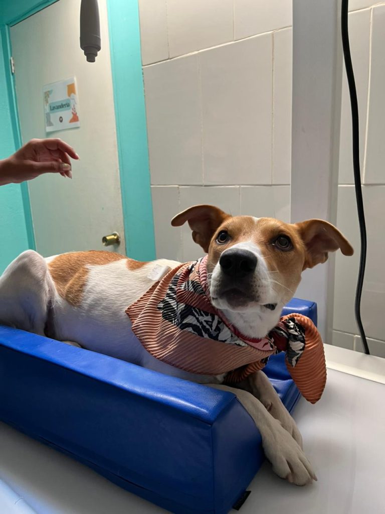 Fundación Huellas Unidas mantiene campaña para animales rescatados de los incendios y otros que también buscan hogar 4 Mila