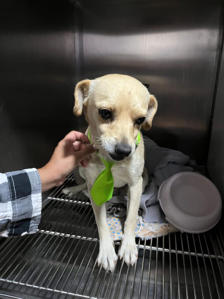 Fundación Huellas Unidas mantiene campaña para animales rescatados de los incendios y otros que también buscan hogar 5 Fundación Huellas Unidas